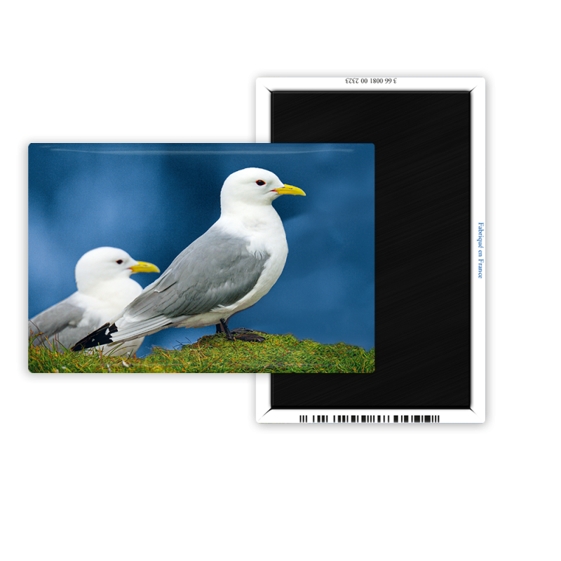 Magnet 55x80 - Couple de goelands