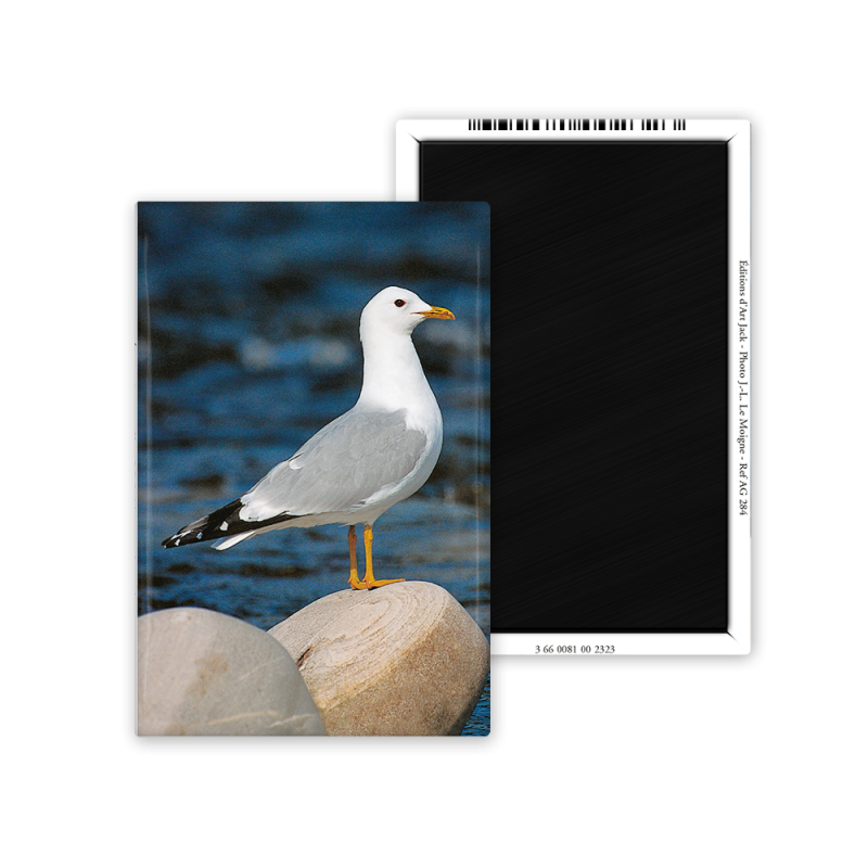 Magnet 55x80 - Goeland cendre