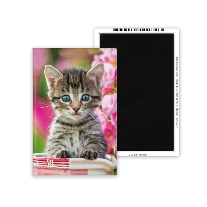 Magnet 55x80 - Chaton