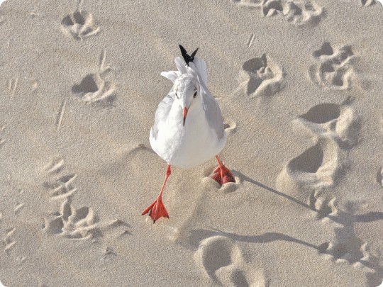 La mouette