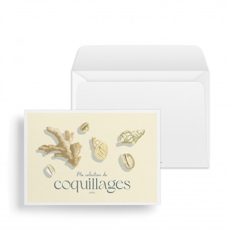 Ma collection de coquillages