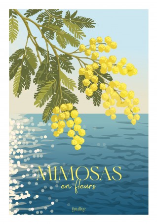 Mimosas en fleurs