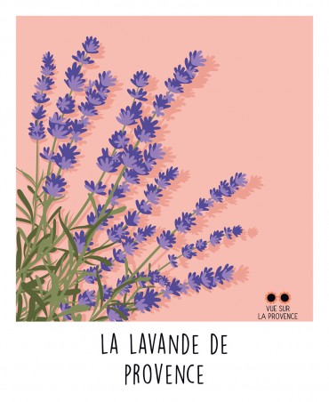 La lavande de Provence