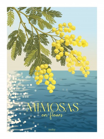 Mimosas en fleurs