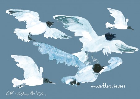 Mouettes Rieuses
