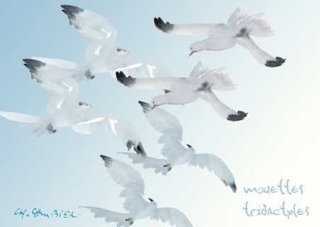 Mouettes Tridactyles