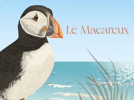 Le Macareux