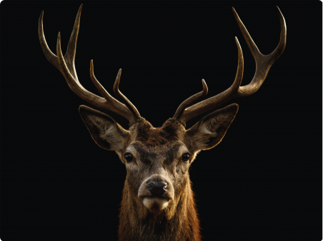 Cerf