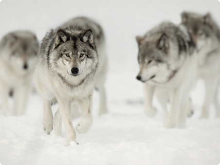 Loups gris