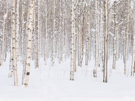 Forêt de bouleau