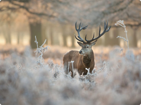 Cerf