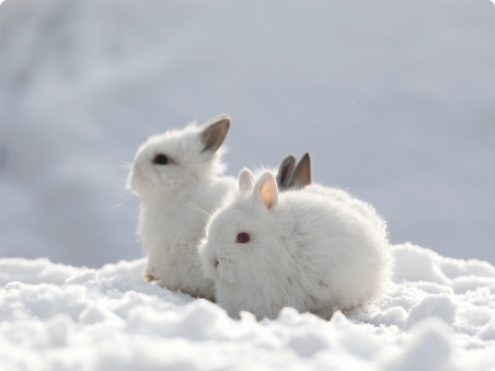Lapins