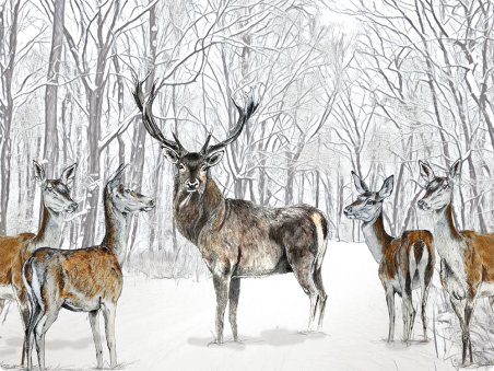 Cerf et biches
