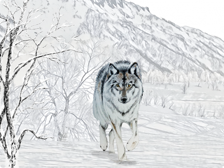 Loup gris