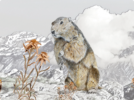 Marmottes