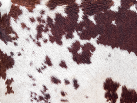 Vache brune